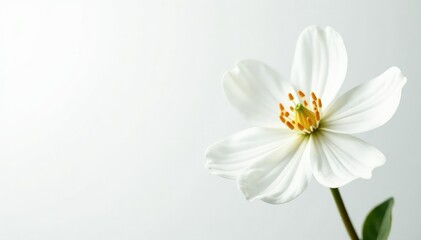 Delicate white flower blossom against pure white background, bloom, pure