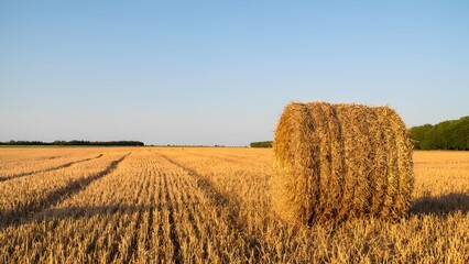 Golden wheat harvest scene rural field photography sunset light wide-angle view agricultural beauty