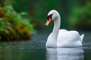 Obraz premium Swan floating in rain, Green nature background, Mood image for calm and reflective themes