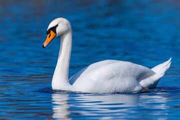 Fototapeta premium White swan on blue lake, Close-up with soft lighting, Great for animal and wildlife concepts