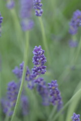lavender field in provence on the blurry background