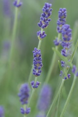 close up of lavender flower in the blur 