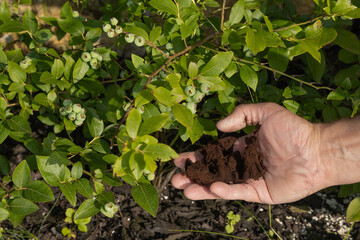 Coffee grounds as plant fertilizer, acidification of soil under blueberry bushes with black coffee...