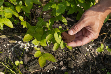 Coffee grounds as plant fertilizer, acidification of soil under blueberry bushes with black coffee...