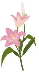 Naklejka premium 백합 꽃 일러스트