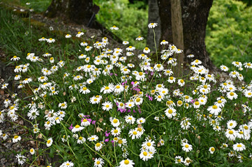 道の駅「明宝」の花壇