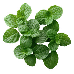 Mint leaves bunch isolated on transparent background. PNG