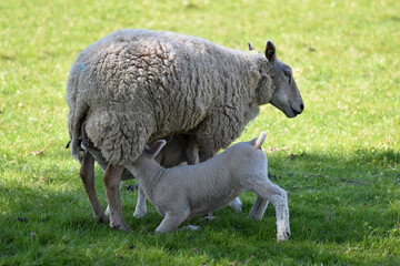 Two small white juvenile lambs drinking milk from their mother sheep, Ovis aries. Concept of motherhood. 