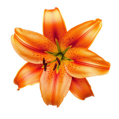 Isolated orange lily on transparent background.