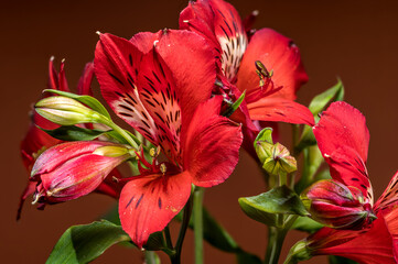 Bold Red Alstroemeria Flowers on a Matching Red Background