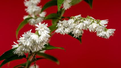 Vibrant White Deutzia Flowers Against a Bold Red Background