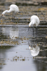 Little Egret (Egretta garzetta), Narooma, NSW, March 2025