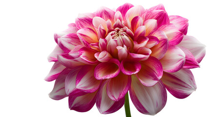 Obraz premium Vibrant Pink and White Dahlia Flower in Full Bloom