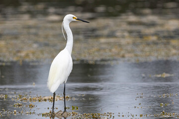 Little Egret (Egretta garzetta), Narooma, NSW, March 2025