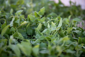 tomato seedling