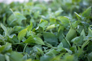 tomato seedling