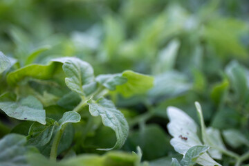 tomato seedling