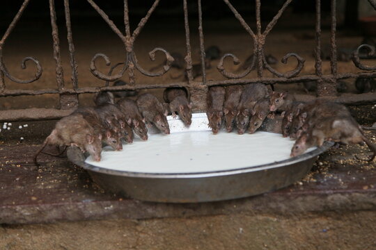 Mice are drinking milk offered by devotees to God at the sacred Karni Mata Temple in Bikaner, a holy place.