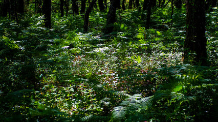 Vue rapprochée de feuilles de fougère vertes