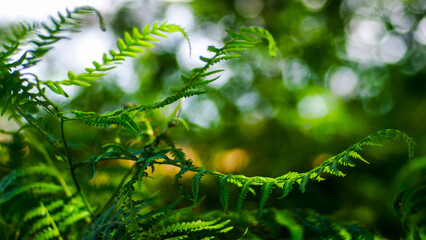 Vue rapprochée de feuilles de fougère vertes