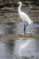 Little Egret (Egretta garzetta), Narooma, NSW, March 2025