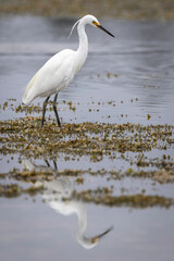 Little Egret (Egretta garzetta), Narooma, NSW, March 2025