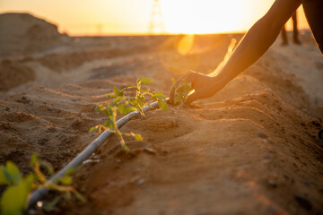 Planting a tomato seedling in new agricultural land