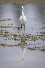 Little Egret (Egretta garzetta), Narooma, NSW, March 2025