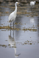 Little Egret (Egretta garzetta), Narooma, NSW, March 2025