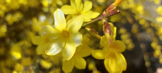 yellow flowers in spring