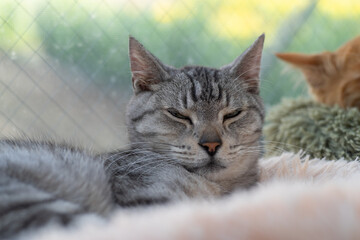 窓辺で眠る可愛い猫　サバトラ猫	