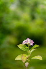 ぽつんと咲いたアジサイの花