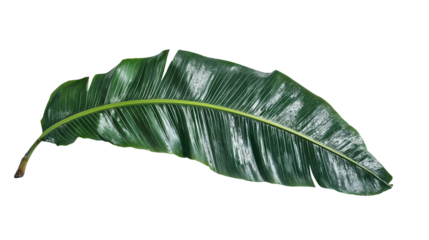 Lush Green Banana Leaf Isolated  on white and transparent Background Botanical Illustration