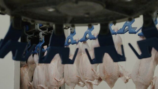 Slaughtered chickens move along automated conveyor inside bright poultry factory