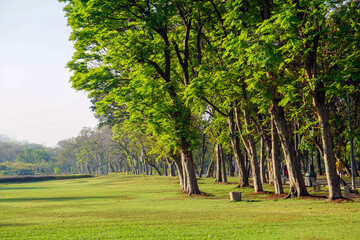 Fresh green lawns in the park. Blur nature bokeh green park trees in morning.
