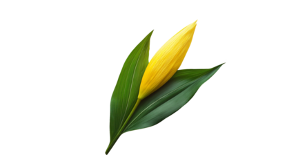 Vibrant Yellow Flower Bud with Lush Green Leaves against on white and transparent Background