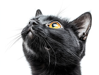 A curious black cat gazes upward, its amber eyes gleaming against a stark white background.