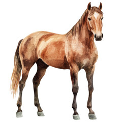 Obraz premium Horse standing isolated on transparent background.