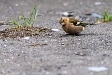 Small chaffinch bird searching for food on a gravel path