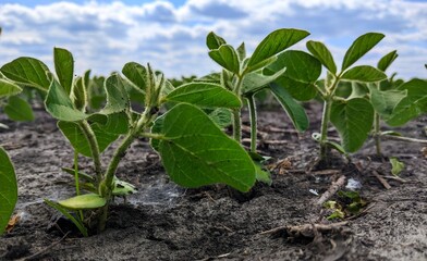 Low angle view of a field with young soybean seedlings just emerging from the soil. The green leaves stand out clearly against the gray, dry earth.