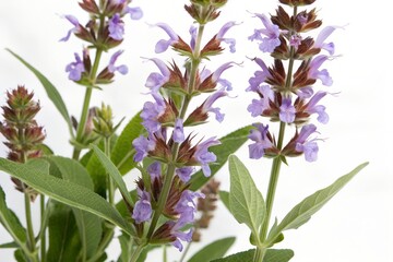 Fototapeta premium Salvia officinalis isolated on white background