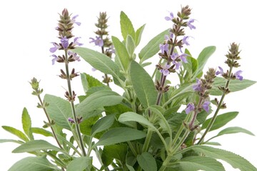 Obraz premium sage isolated on white background