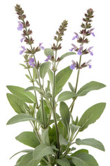 Fototapeta premium wild Salvia officinalis flower isolated on white background