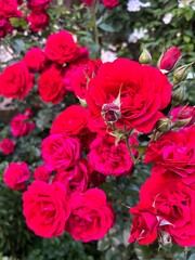 Obraz premium red and white roses