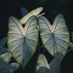 Moonlit Caladium Leaves at Night