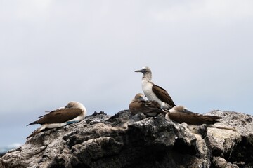 Blue-footed boobies perched on rocky terrain under a cloudy sky in the Galapagos Islands.