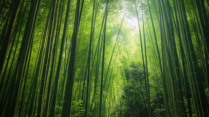 Fototapeta premium Tropical forest of bamboo, vibrant green leaves, peaceful path wind serene garden.