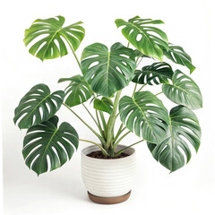 palm tree vector illustration