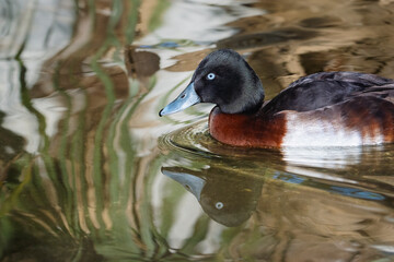 Male Baer's pochard swimming on a pond