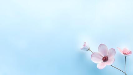 Elegant trio of delicate pink blossoms with detailed stamens against a serene light blue sky background, perfect for spring greetings.
